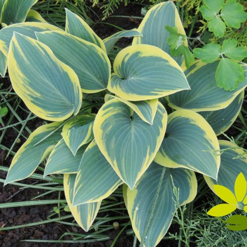 Hosta ‘First Frost’