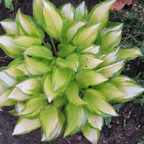 Hosta ‘Emerald Tiar’