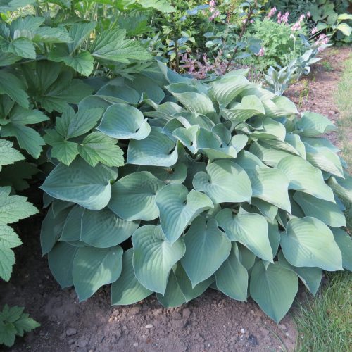 Hosta ‘Pacific Blue Edger’