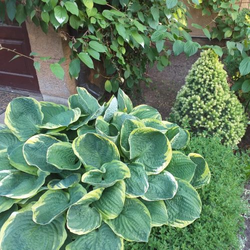 Hosta ‘Cristmass Tree’