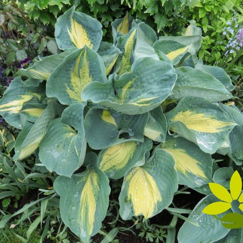 Hosta ‘Dream Weaver’