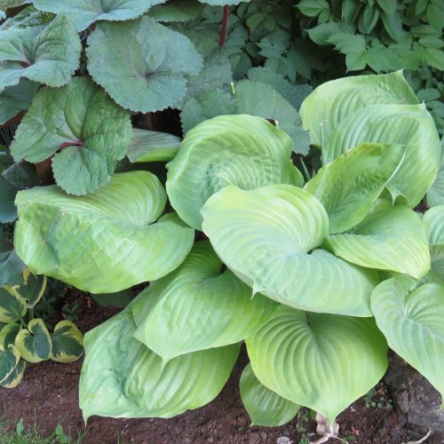 Hosta ‘Sum and Substance’