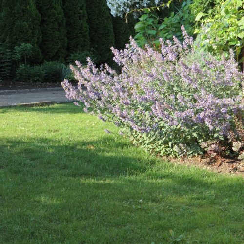 Nepeta hybrid ‘Cat’s Pajamas’