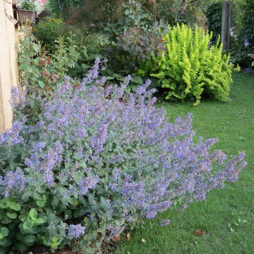 Nepeta faassenii ‘Purrsian Blue’