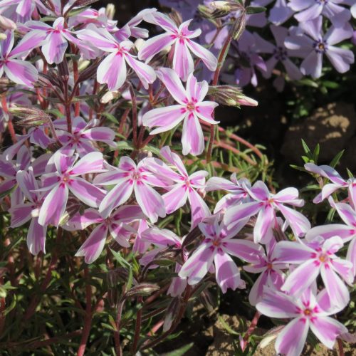 Floksis aslapu, Phlox subulata ‘Candy Striper’