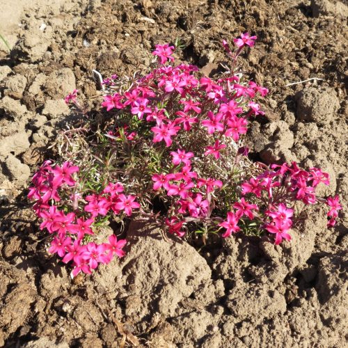 Floksis aslapu,  Phlox subulata ‘Scarlet Flame’