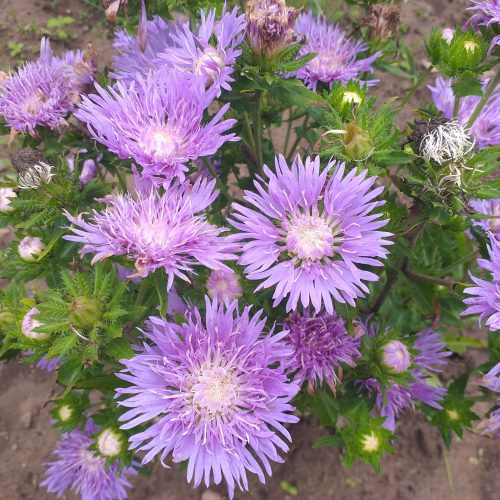 Stokēzija gludā, Stokesia laevis Peachie’s Pick