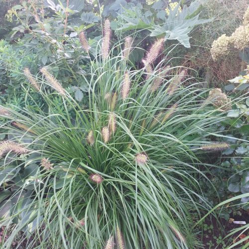 Spalvzāle lapsastu, Pennisetum alopecuroides ‘Hameln’