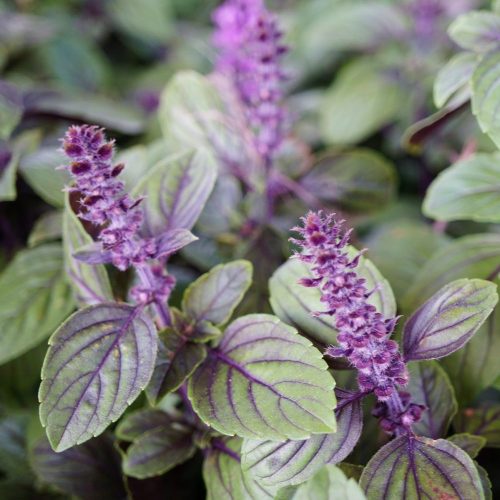 Baziliks hibrīdais, Ocimum hybrida ‘Magic Mountain’