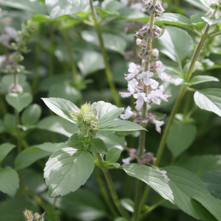 Baziliks hibrīdais, Ocimum hybrida ‘Magic White’