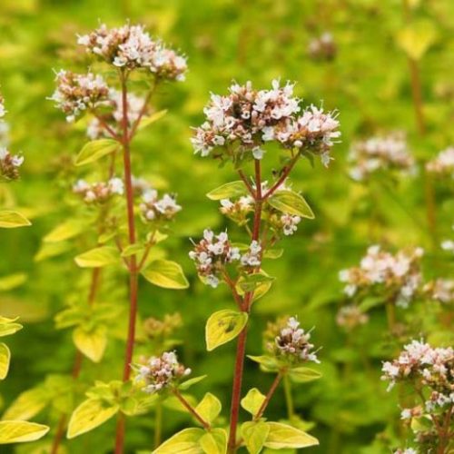 Raudene parastā, Origanum vulgare ‘Aureum golden’