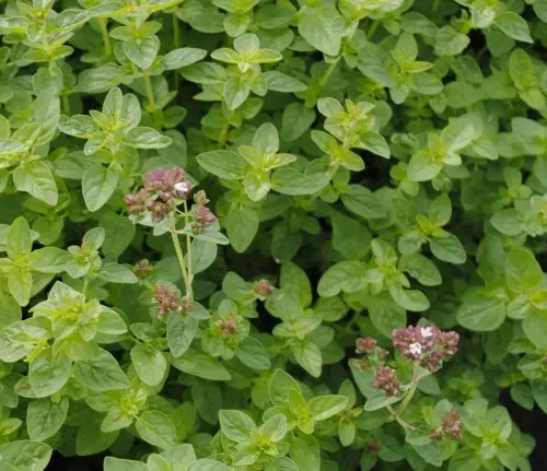 Raudene parastā, Origanum vulgare ‘Aureum green’