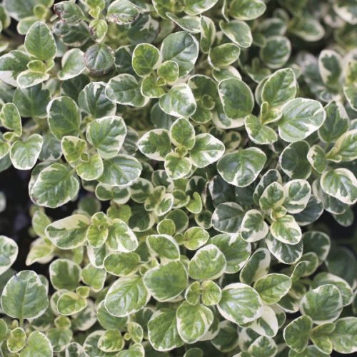 Raudene parastā, Origanum vulgare ‘Aureum variegata’