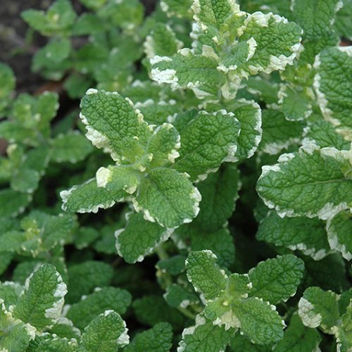 Mētra ananāsu, Mentha ‘Variegata (Pineaple)’