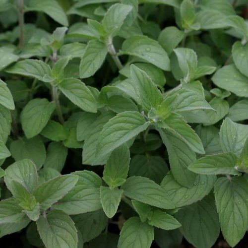 Mētra citronu, Mentha ‘Hilary`s Sweet Lemon’