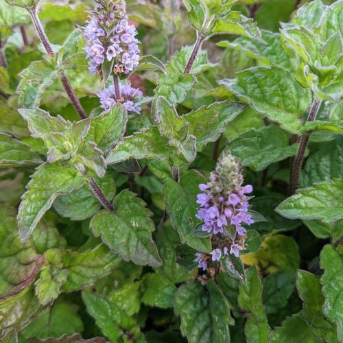 Mētra greipfrūta, Mentha x piperita f. citrata ‘Grapefruit’