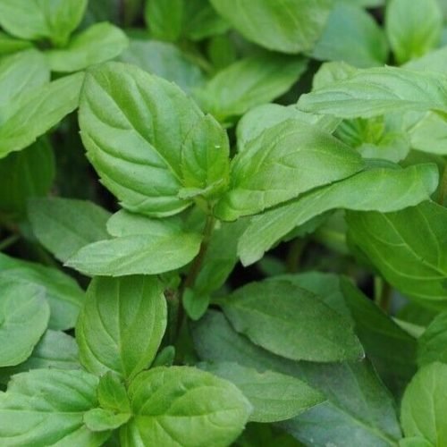 Mētra citronbazilika, Mentha x piperita f. citrata ‘Basil’