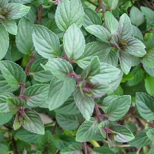 Mētra šokolādes, Mentha ‘Chocolate’