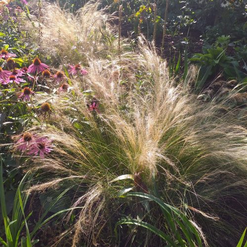 Stepjulīga tievā Stipa tenuifolia