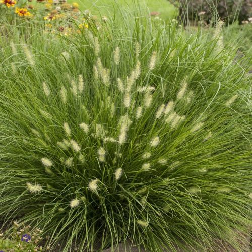 Spalvzāle lapsastu, Pennisetum alopecuroides ‘Little Bunny’