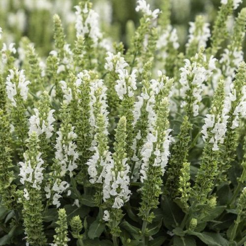 Salvija birztalu, Salvia nemorosa ‘Apex White’