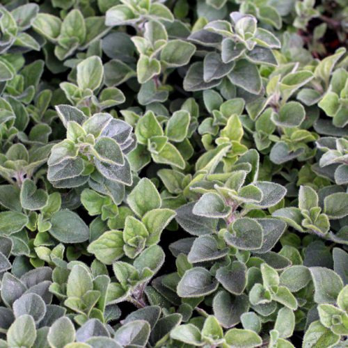 Raudene parastā, Origanum vulgare ‘Hot and Spicy’