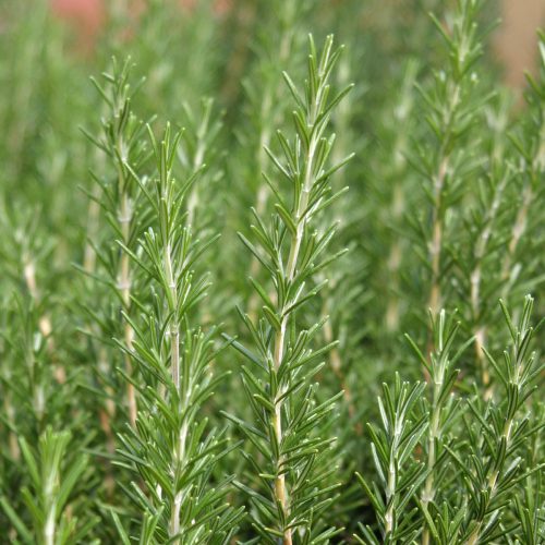 Rozmarīns ārstniecības, Rosmarinus officinalis ‘Upright Blue’