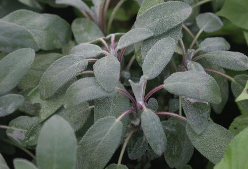 Salvija ārstniecības, Salvia officinalis ‘Grower’s Friend’