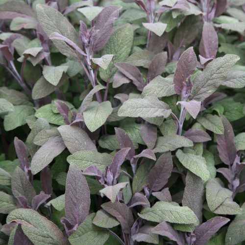 Salvija ārstniecības, Salvia officinalis ‘Purpurascens’