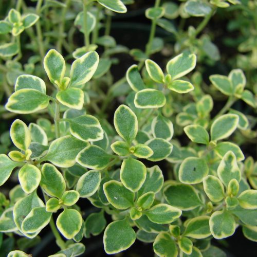 Timiāns citronu, Thymus citriodorus ‘Variegated’