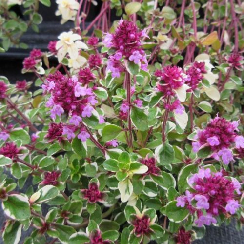 Mārsils lielais, Thymus pulegioides ‘Foxley’