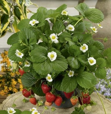 Zemene dārza, Fragaria ananassa Ariba White (Loran)