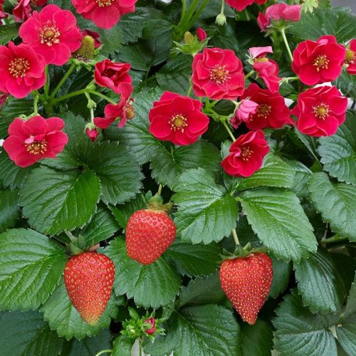 Zemene dārza, Fragaria ananassa Summer Breeze Rose