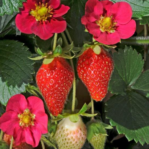 Zemene dārza, Fragaria ananassa Toscana