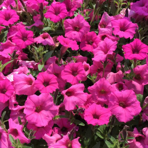 Petūnija atkinsa, mini vista sērija, Petunia atkinsiana Mini Vista Hot Pink