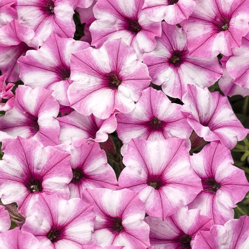 Petūnija atkinsa, mini vista sērija, Petunia atkinsiana Mini Vista Pink Star
