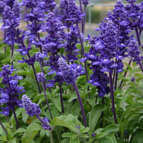 Salvija miltainā, Salvia farinacea ‘Midnight Candle’