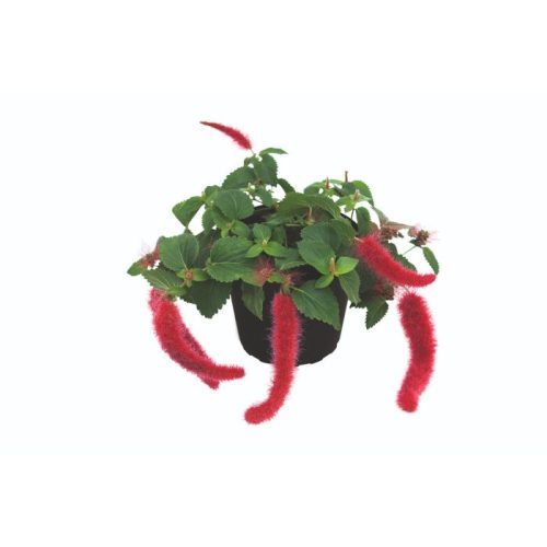 Akalifa hibrīdā, Acalypha hybride Foxy