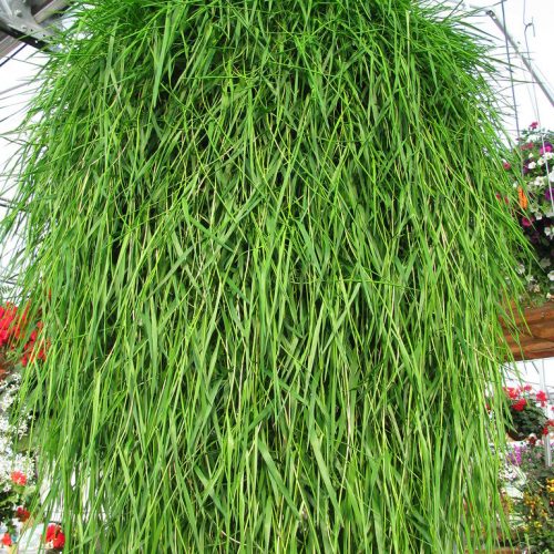 Ložņu smilga jeb nokarenais bambuss, Agrostis stolonifera ‘Green Twist’