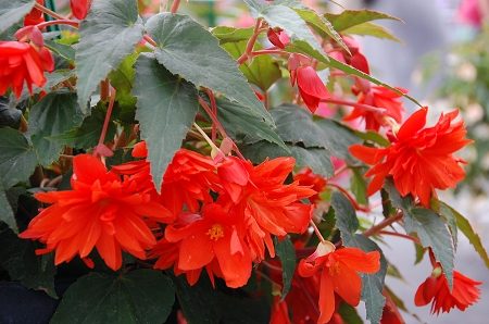 Kamolbegoniju hibrīds Begonia tuberhybrida ‘Belleconia Hot Orange’