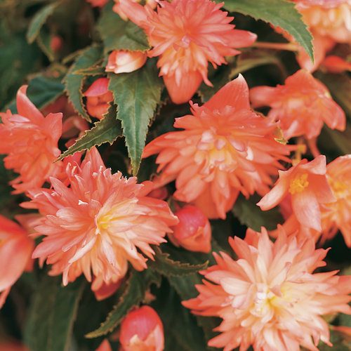 Kamolbegoniju hibrīds, Begonia tuberhybrida ‘Belleconia Soft Orange’