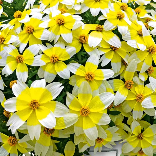 Ferullapu sunītis, Bidens ferulifolia ‘Spicy Electric White’