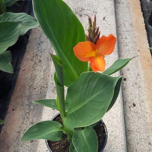 Kanna,  Canna Cannova ‘Orange Shades’