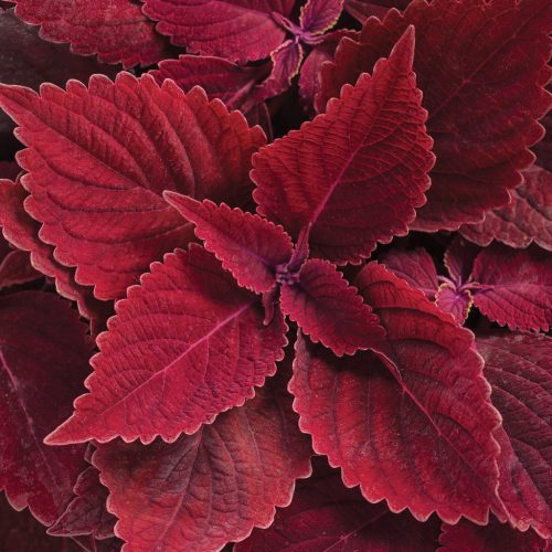 Blūma skaistnātrīte, Coleus ‘Rediculous’