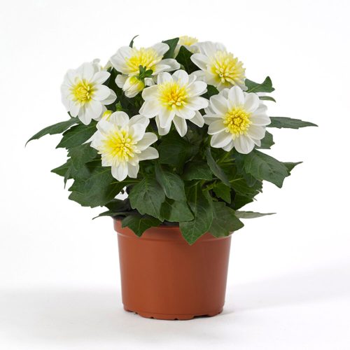 Dālija dārza, Dahlia pinnata ‘Dahlietta Select Elsa’