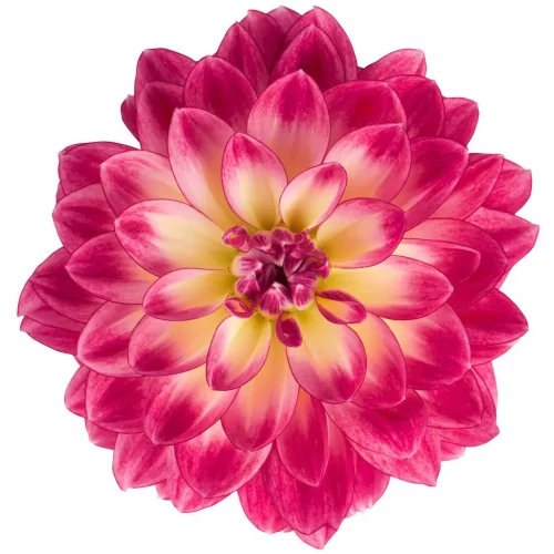 Dālija, Dahlia ‘Dalina midi – Malta’