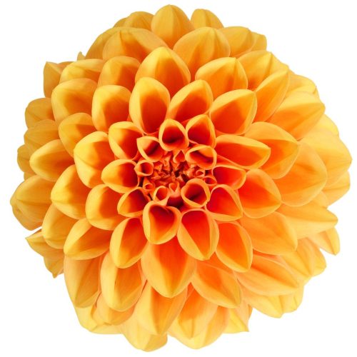 Dālija, Dahlia ‘Dalina midi – Paros’