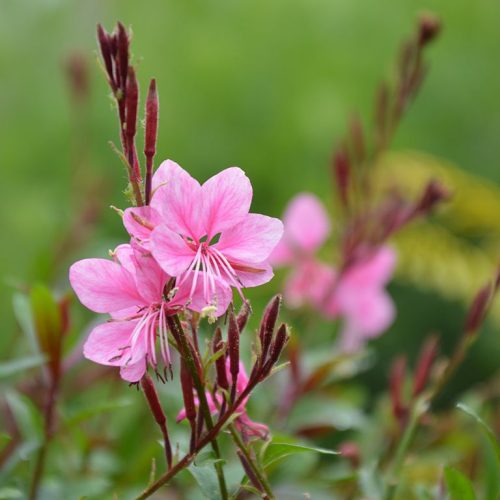 Lindheimera gaura, Gaura lindheimeri ‘Flamingo Pink’