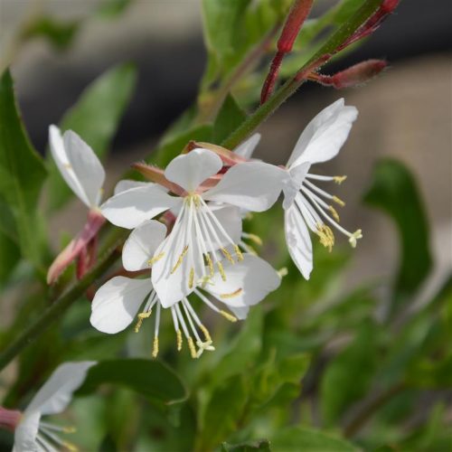 Lindheimera gaura, Gaura lindheimeri ‘Flamingo Snow’