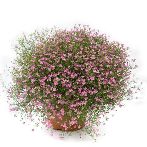 Mūra ģipsene, Gypsophila muralis ‘Gypsy Deep Rose’